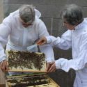 Honeybees Thriving At Mount St. Francis Center