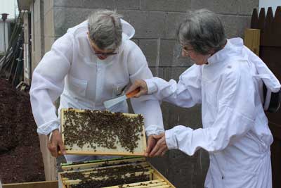 Honeybees Thriving At Mount St. Francis Center