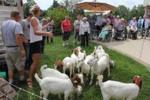 Sisters Use Goats To Help Clear Invasives On Property